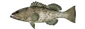 Gag Grouper