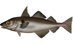 Haddock Image