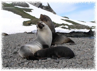 Antarctic fur seals are the most abundant pinniped found at Cape Shirreff; shown here is a male (in back) and a female (silver color) with her pup.