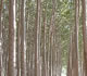 [image:] Poplar energy crops near the end of a rotation.