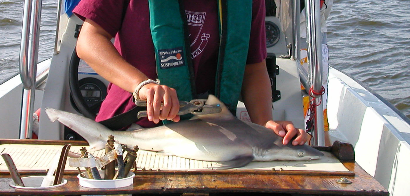 Tagging Sandbar Shark