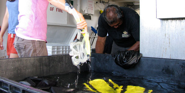 Disinfecting dive gear after a day on the water.