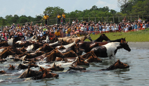 The Chincoteague Pony Swim, a festival where 200 wild ponies swim the Assateague Channel, is only one of the many festivals held in Virginia.