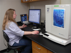 Geneticist analyzing microsatellite data