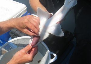 Smooth Dogfish Stomach