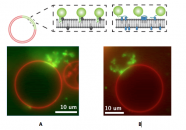 Cellular Membrane Bending by Protein-Protein Crowding