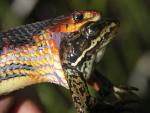 Red-sided gartersnake (Thamnophis sirtalis) eating a Columbia spotted frog (Rana luteiventris)