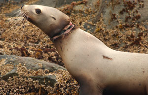 juvenile Steller sea lion entangled