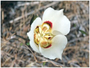 Utah State Flower