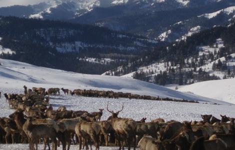 USGS scientists are examining how climate change induced events such as decreased snow pack, early spring conditions, and increased drought may influence disease prevalence such as brucellosis in elk feed grounds. Photo credit: USGS