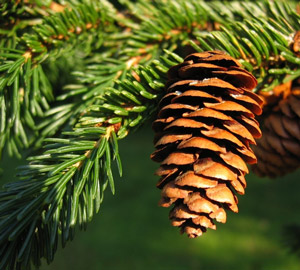 Photo of a red spruce tree, a plant species particularly sensitive to acidification effects.