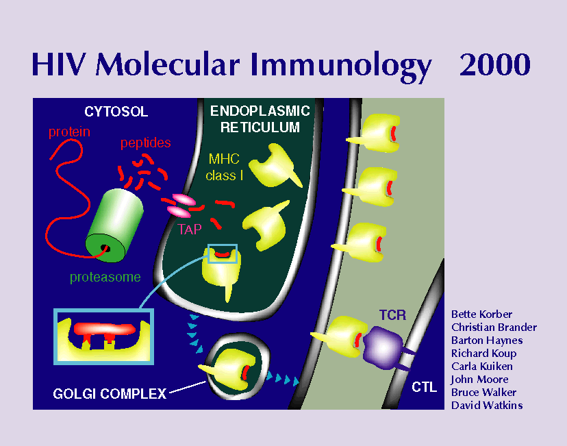 HIV Molecular Immunology 2000