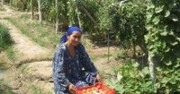 Zebo Begmatova, above, is the happy owner of a new greenhouse. 