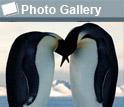 image of a penguin couple