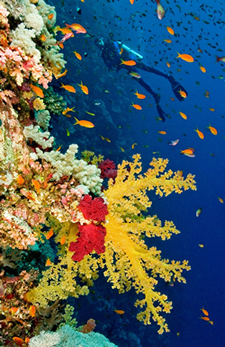 Scuba Diver and Yellow Soft Corals; Shutterstock.com