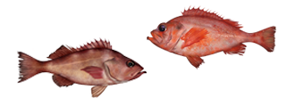 Ocean perch