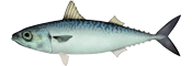 Pacific Mackerel