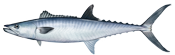 King Mackerel