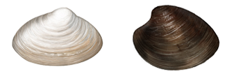 Clams