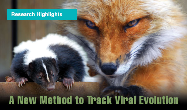 Article title: A New Method to Track Viral Evoluation; photo of a skunk with a fox.