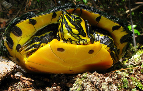 Trachemys scripta scripta (male), Little River, below Allen Spring, Jefferson County, Florida. Photo credit: Alan Cressler.