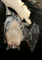 Photo of a bat with white-nose syndrome.