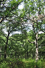 [photo:] Looking up at tree branches against the sky.