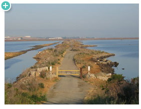 Removing levees on salt ponds in San Francisco Bay to restore salt marsh habitat for fish and wildlife