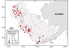 2007 survey pollock CPUE