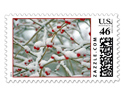 Red Berries in the Snow Custom Postage