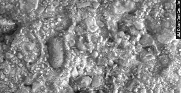 Pictures: Chocolate up Close<br>
Take a closer look at this scanning electron micrograph of chocolate