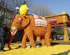 A man works on a sculpture called 'Massif de l'Inde', made of oranges and lemons, on February 15, 2013 in Menton on the French Riviera, ahead of the start of the 'Fete du Citron' (lemon carnival). The theme of this 80th edition, running from February 16 until March 6, 2013, is 'Le Tour du monde en 80 jours' (80 days around the world).