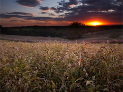 Agriculture & Environment