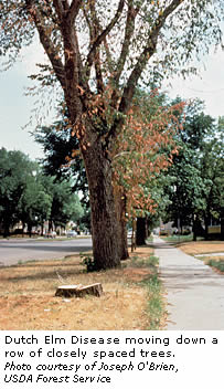 Dutch Elm Disease moving down a row of closely spaced trees.