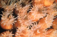 coral polyps