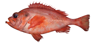 Acadian redfish