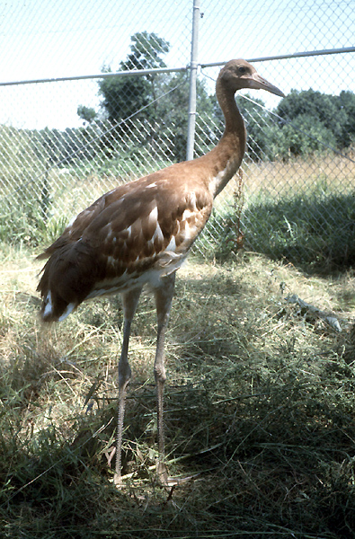 At 65 days of age, the chick is almost fully grown. He's starting to fly, and all his down is gone. His feathers are a combination of cinnamon and white, except for the black wing tips he already has. The color combination helps to camouflage him in the wild. His eyes have changed from blue to gold, though there is still a hint of green in them. As he gets older, the cinnamon feathers will shed, one-by-one, and be replaced with white ones until, after a year, he'll be completely white. (Photo by Kathleen O'Malley, USGS Patuxent Wildlife Research Center)