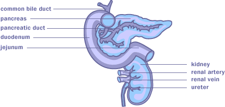 Kidney / Pancreas