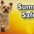 Share As the temperature increases over Wednesday and Thursday up to a forecasted high of 97 degrees, so will the risk of heat-related injuries for pets. Fort Meade Police Dispatcher...