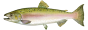 Pink Salmon