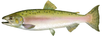 Pink Salmon