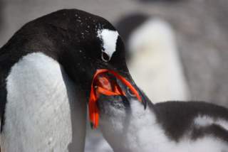 Feeding Penguin by Amy Van Cise