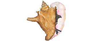 Conch