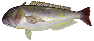 Tilefish