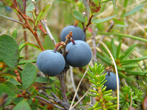 Alaska's oval-leaf blueberry, Vaccinium ovalifolium.