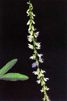 Photo of Melilotus officinalis (L.) Lam.