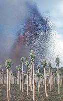 Defoliated papaya