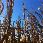 fall corn stalks and sky