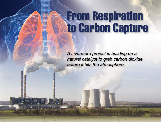 Article title: From Respiration to Carbon Capture; article blurb: A Livermore project is building on a natural catalyst to grab carbon dioxide before it hits the atmosphere.