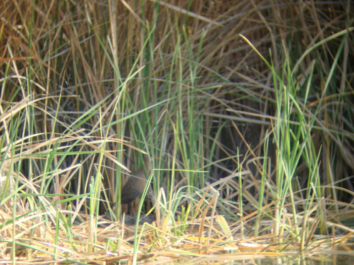 Yuma clapper rail in cattails in Topock Gorge during 2010 marsh bird surveys at Havasu National Wildlife Refuge, near Needles, CA - Photo by Reclamation